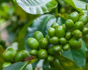 Coffee beans with spoon and glass ready to be served