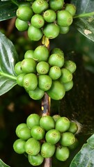 Coffee beans with spoon and glass ready to be served