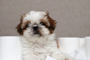 A cute shizu puppy sits in toilet paper rolls. Pet, toilet training. Close-up. Selective focus. Copyspace