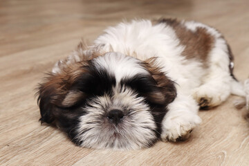 A cute puppy lies on the floor and looks at the camera. A pet. Close-up. Selective focus. Copyspace