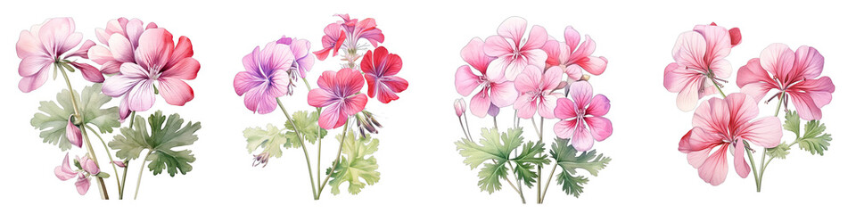 Geranium Botanical View On A Clean White Background Soft Watercolour Transparent Background - obrazy, fototapety, plakaty