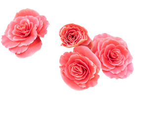 Orange color roses background in top view cut out and isolated.