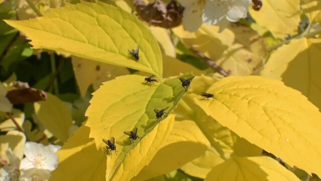 Dark-Winged Flesh Flies (Nyctia halterata) gathered together on a leaf. July, Kent, UK [Slow motion x5]