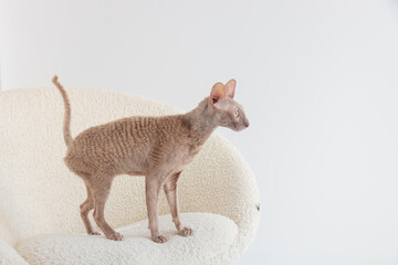 Cute cornish rex cat sitting in the cream chair on white background