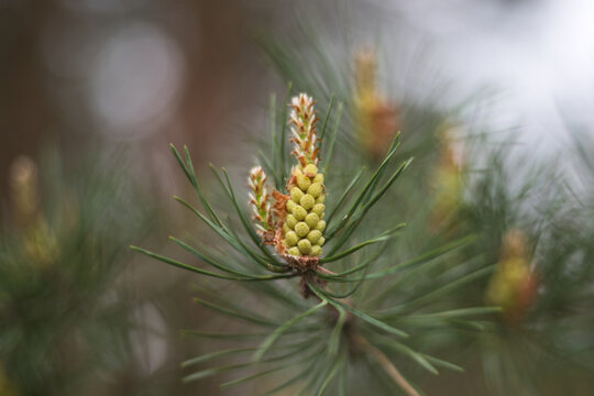 Closeup of young pine cone