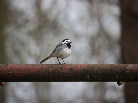Closeup of wagtail sitting on a rusty metal railing