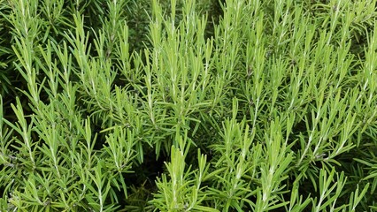 green grass background