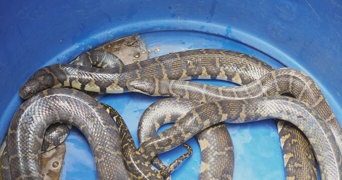 Close up of living snakes caught in a blue barrel