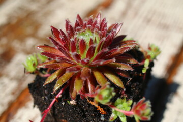 Fototapeta premium Sempervivum arachnoideum SPRITE succulent rojnik pajęczynowaty
