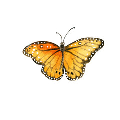 Fototapeta na wymiar Watercolor orange garden butterfly. Hand painted illustration of nature for creative projects