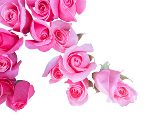 Pink color roses background in top view cut out and isolated.