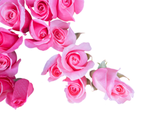 Pink color roses background in top view cut out and isolated.