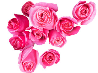 Pink color roses background in top view cut out and isolated.