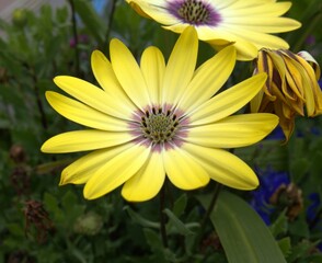 Close up of lovely bright yellow daisy flower