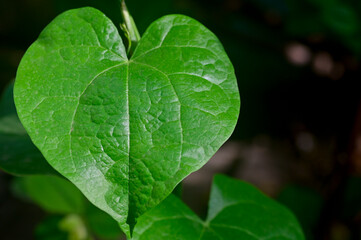 Green leaf of vine climber in ambient light, India.