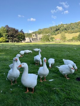 Portrait oriented photograph of a gaggle of geese in a field with Rievaulx Abbey in the background