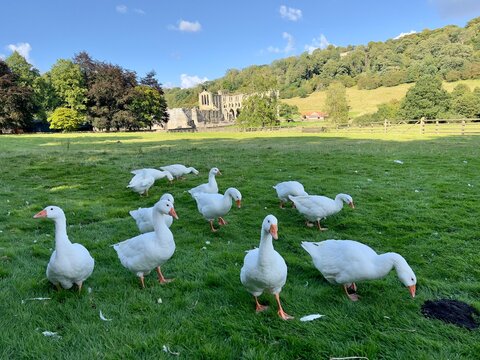 Landscape photograph of a gaggle of geese with Rievaulx Abbey in the background