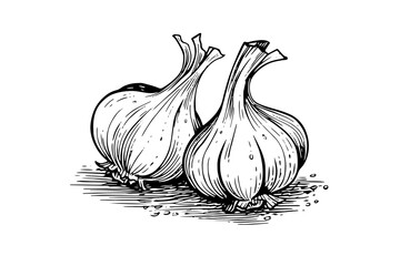 Garlic heads hand drawn ink sketch. Engraving vintage style vector illustration.