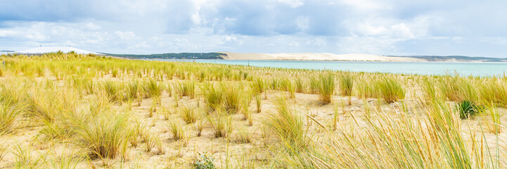 Ammophila arenaria or marram grass on the sand La Pointe beach along the atlantic ocean in Cap Ferret with the Dune du Pilat in the distance in France