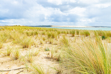 Ammophila arenaria or marram grass on the sand La Pointe beach along the atlantic ocean in Cap Ferret with the Dune du Pilat in the distance in France