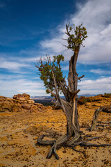Old thriving juniper tree on top of the canyon cliff at El Malpais National Monument in Grants, New...