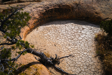Dried Well and a thriving pine tree at El Malpais National Monument in Grants, New Mexico