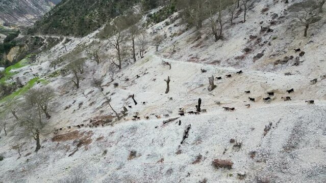 Ziegen laufen in Bergtal