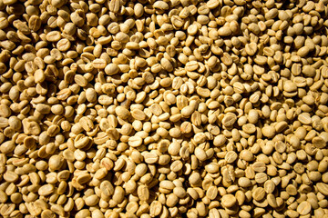 Details of white coffee beans. Organic coffee plantation in the west of the city of Chiang Mai in Thailand.