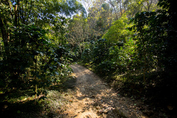Organic coffee plantation in the west of the city of Chiang Mai in Thailand.