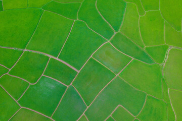 Thai rice fields from above in Thailand