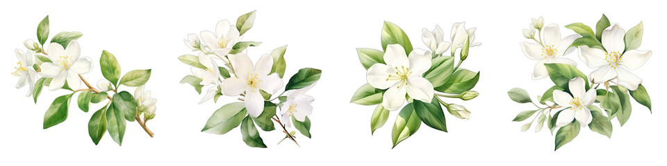 Jasmine Botanical View On A Clean White Background Soft Watercolour Transparent Background