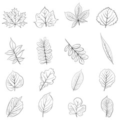 Set of tree leaves , vector doodle illustration