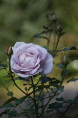 Lavender rose in the garden