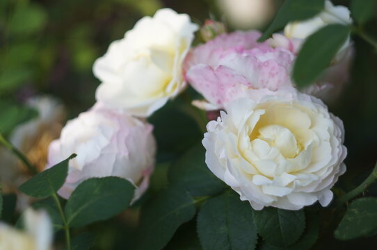White and pink rose