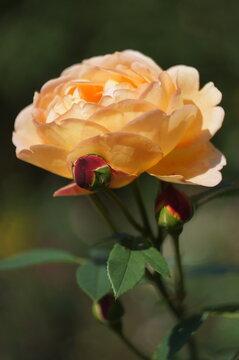 Orange rose