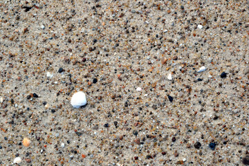 Seashell on the sand. Shell on a ocean beach sand closeup. Summer holiday, vacation concept, natural environment. 