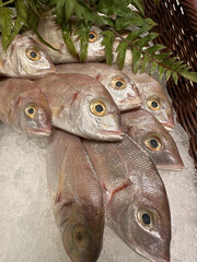 Fresh fish at a market stall