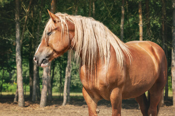 A beautiful portrait of a cold-blooded mare with a white mane looking to the side, against the backdrop of a forest.