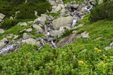 Cascades of mountain creek in High Tatras, Slovakia. Beautiful landscape of small waterfall or springs near Rysy mountain with green hills and coniferous trees.