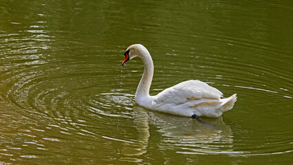 White swan swims in the lake