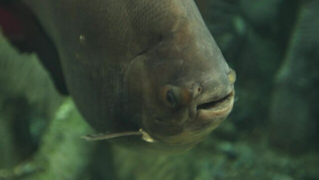 Brown pacu A species of freshwater ray-finned fish