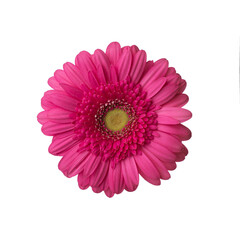 Pink gerberas on a white isolated background