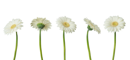 White gerberas on a white isolated background
