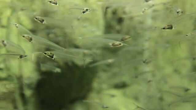 The two-horned Indian glass catfish is a species of freshwater ray-finned fish from the catfish family