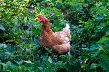 free range chicken