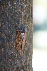 Obraz premium 真夏の木の幹に止まるアブラゼミ