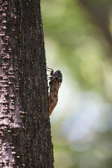 Obraz premium 真夏の木の幹に止まるアブラゼミ