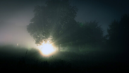 Fototapeta premium A mysterious bright light, with a silhouette of a tree in the countryside with distant houses in the background. On a foggy night.