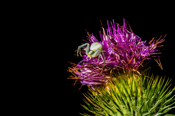 A white crab spider on a thistle flower