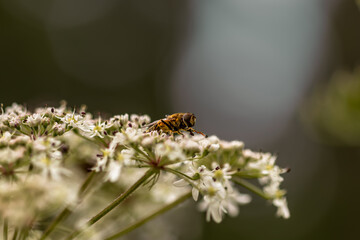A fly, camouflaged like a wasp, sits on white flowers against a diffuse background